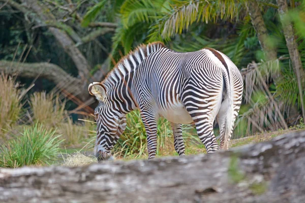 Vahşi doğada tek zebra — Stok fotoğraf