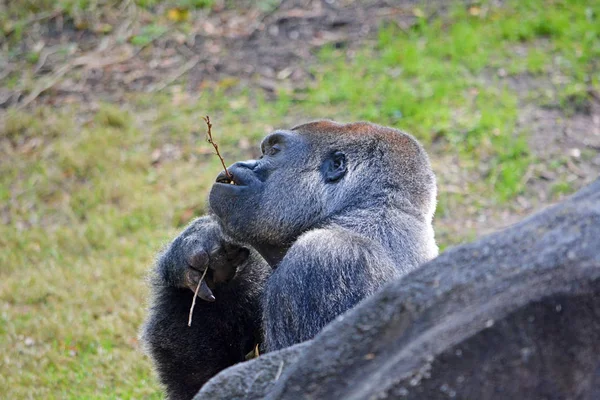 Gran gorila en la selva tropical — Foto de Stock