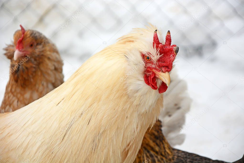 Chickens at winter season