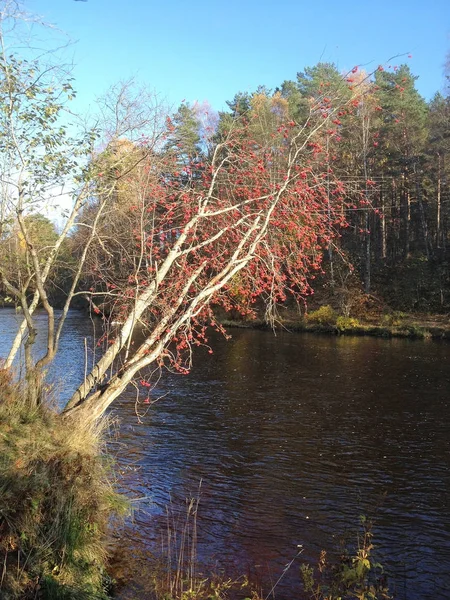 Ashberry träd på höstens säsong — Stockfoto
