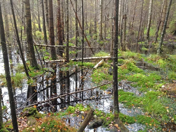 Tourbière forestière à l'automne — Photo