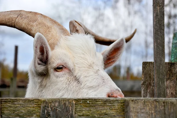 Big wild goat at the farm — Stock Photo, Image