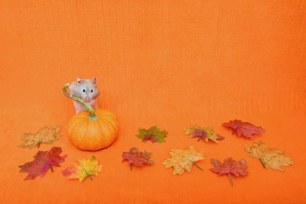 Kabak arkasında hamster