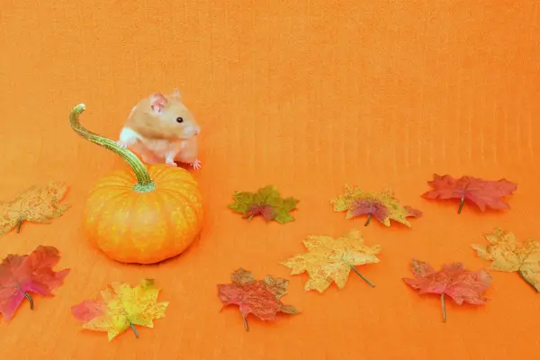 Şükran günü altın Hamster 