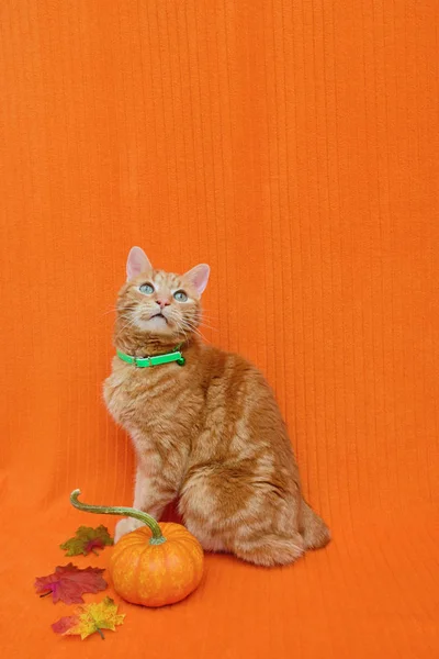 Şükran günü turuncu tekir kedi