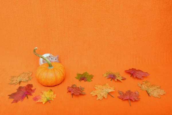 Şükran günü Hamster bakmak