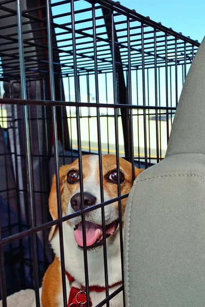 Beagle en la perrera — Foto de Stock