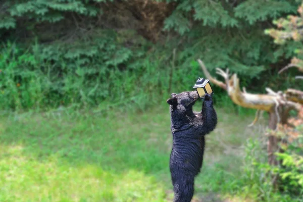 Ведмідь на Годівниці для птахів Стокове Фото