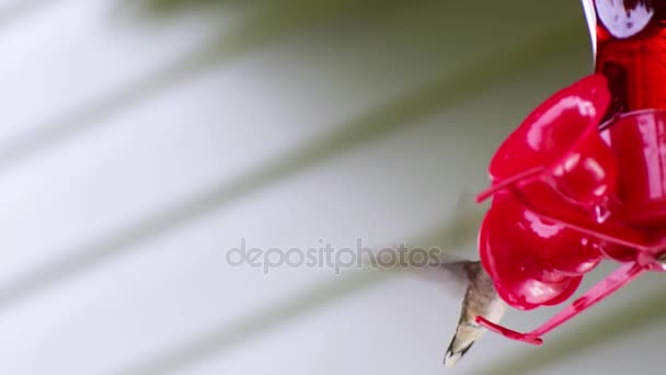 Colibrí Bebe Néctar Rojo Comedero Flota Alrededor También Revestimiento Una — Vídeo de stock