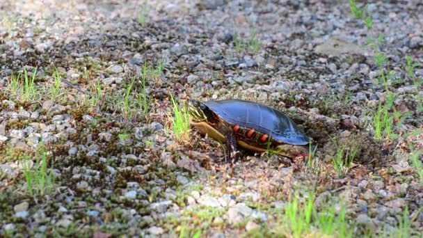 Une tortue peinte femelle utilise ses pattes postérieures et ses pieds pour tirer de la terre et du gravier sur son nid. Elle se relève aussi et utilise ses pieds pour empaqueter le sol afin de protéger ses œufs. .