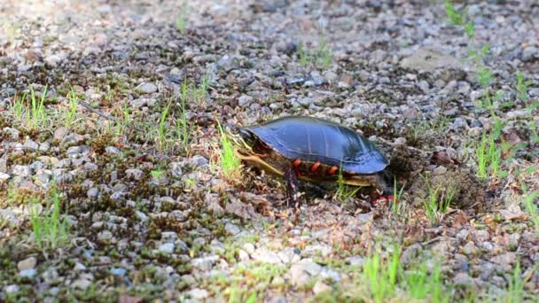 Female Painted Turtle Uses Her Feet Pack Soil Her Nest — Stock Video