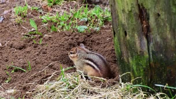 Chipmunk Emerges Ground Pushes Dirt His Her Nose Digs Cleans — Stock Video