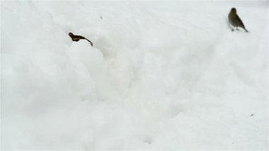 Bir sincap bir tünel açılış görünür ve hala ile tüm kar kış gibi görünüyor, çünkü henüz ilkbahar olup olmadığını merak ediyorum gibi görünüyor. Orada da bir kuş (arka planda bulanık).