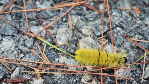 Handheld Camera Closeup Long Haired Caterpillar Crawling Gravel Using Its — Stock Video