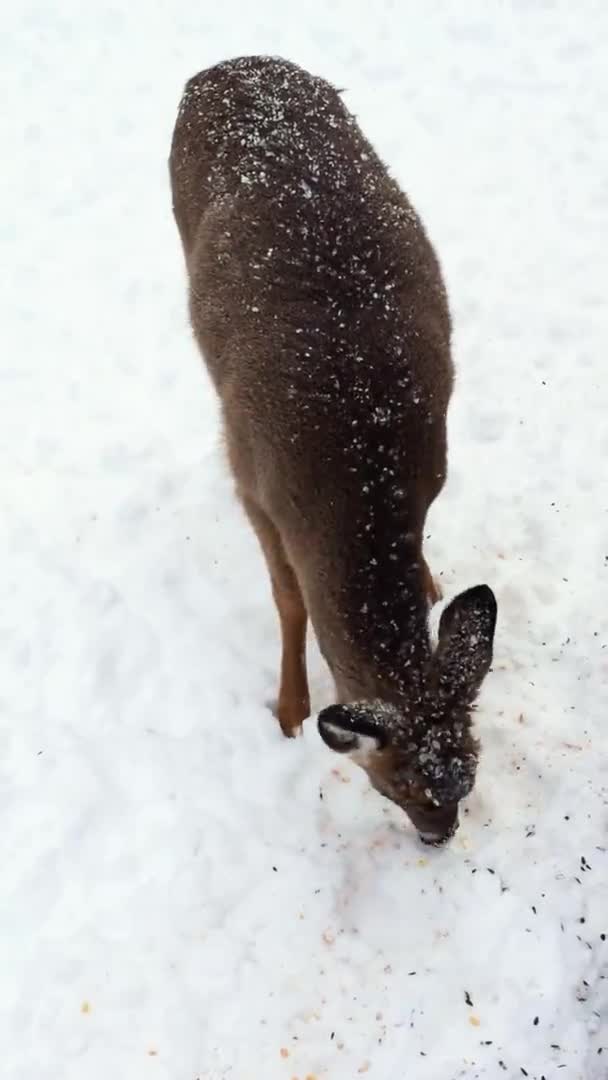 Handheld Camera Vertical Footage Closeup Deer Eating Corn Black Sunflower — Stockvideo