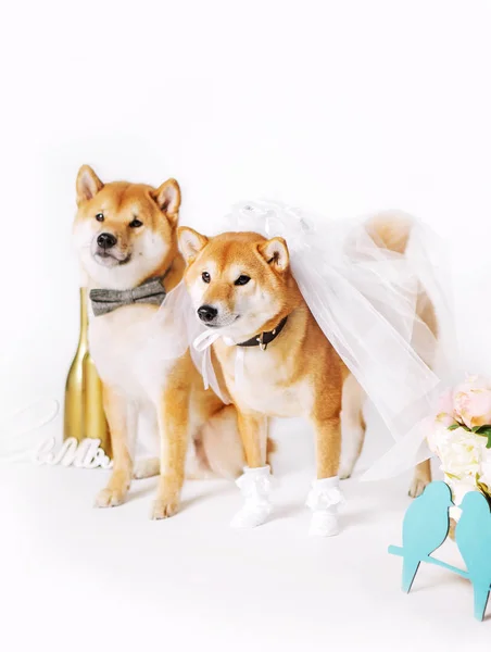 Psí nevěstu a ženicha. Shib-inu oblečená v ženich a nevěsta kostýmy — Stock fotografie
