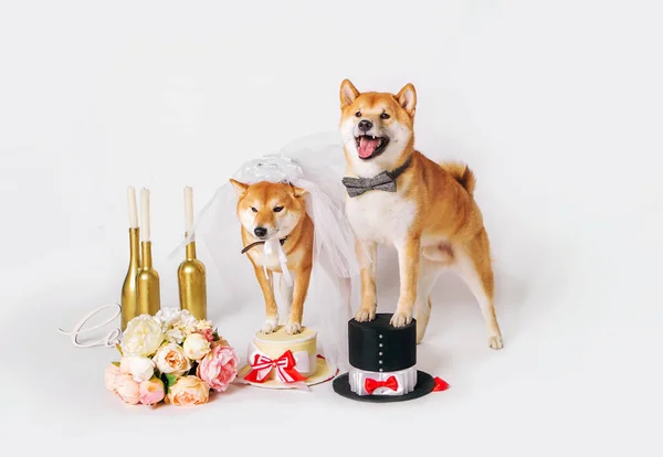 Noiva de cão e noivo. Shib-inu vestido com trajes de noiva e noivo Fotos De Bancos De Imagens Sem Royalties