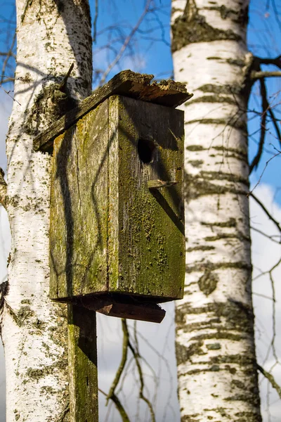 Stary drewniany domek dla ptaków zamontowany na brzozy — Zdjęcie stockowe