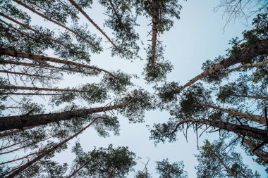 ağaçların üst kısımları