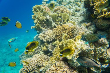 mercan kırmızı deniz