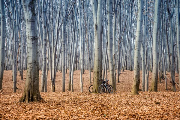 Beukenbos in Oekraïne — Stockfoto