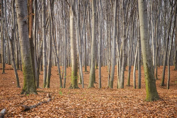 Bukový les na Ukrajině — Stock fotografie