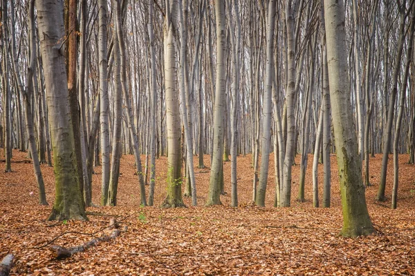 Beech forest in Ukraine — Stock Photo, Image