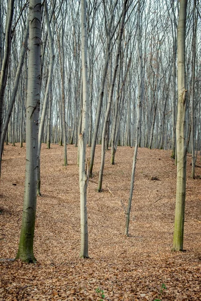 Beech forest in Ukraine — Stock Photo, Image