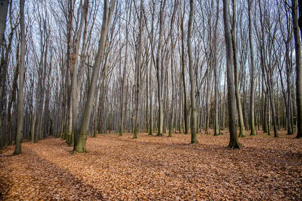Beech forest in Ukraine — Stock Photo, Image