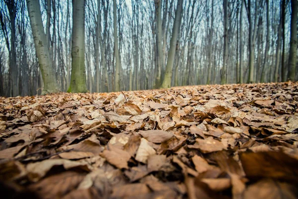 Las bukowy w Ukraina — Zdjęcie stockowe