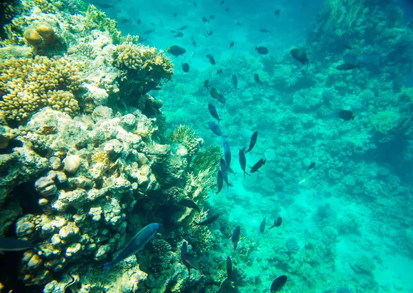 Koraalriffen van de rode zee — Stockfoto