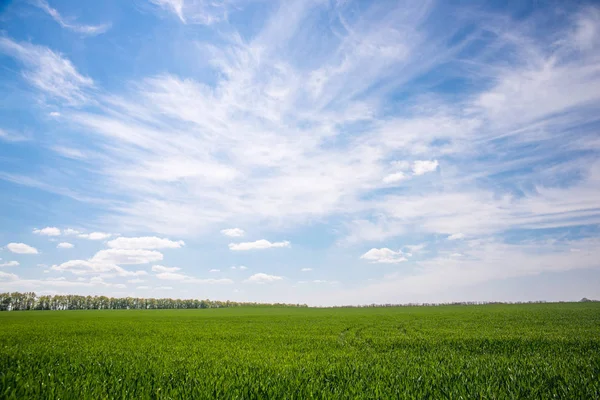 Campo de paisagem e céu — Fotografia de Stock