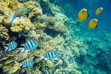 mercan kırmızı deniz