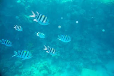 mercan kırmızı deniz