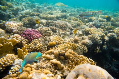 mercan kırmızı deniz