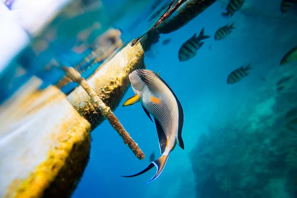 Schöner Fisch isst — Stockfoto
