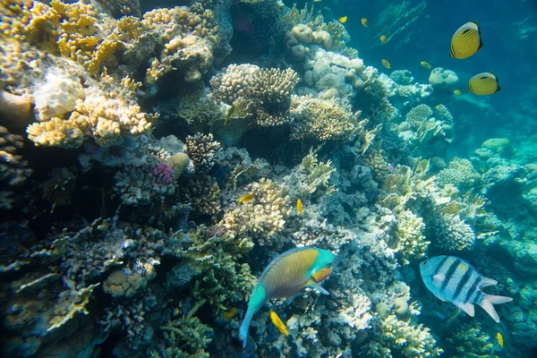 Korálové útesy Rudého moře — Stock fotografie