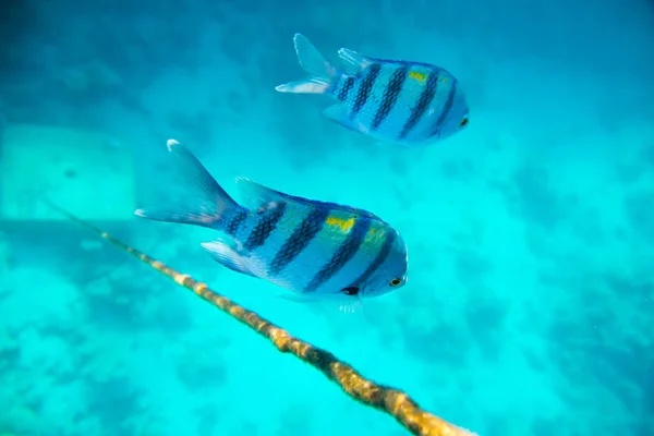 Korallrev i Röda havet — Stockfoto