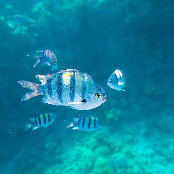 Korálové útesy Rudého moře — Stock fotografie