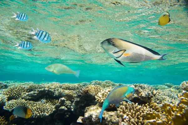 Korallrev i Röda havet — Stockfoto