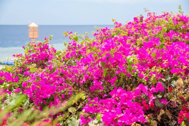 güzel yoğun çiçekler