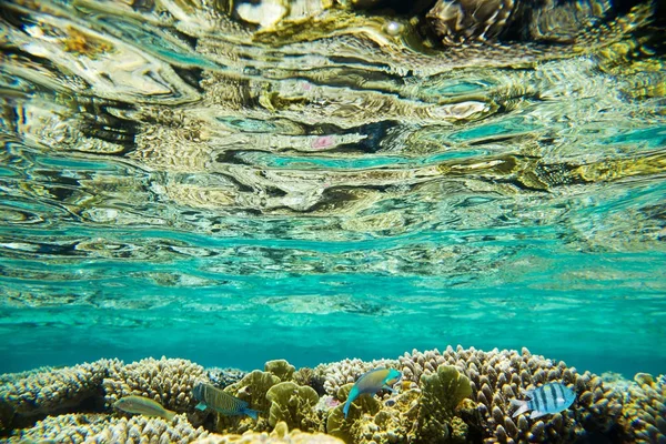 Korallrev i Röda havet — Stockfoto