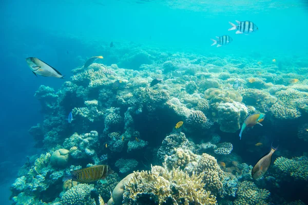 Korallrev i Röda havet — Stockfoto