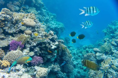 mercan kırmızı deniz