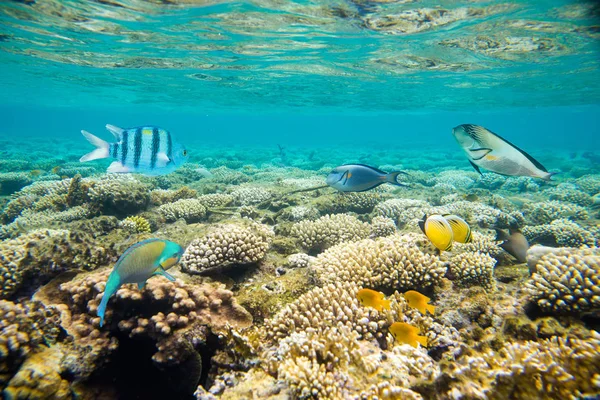 红海珊瑚礁 — 图库照片