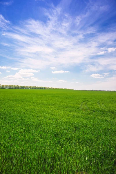 Primavera paisagem campo — Fotografia de Stock