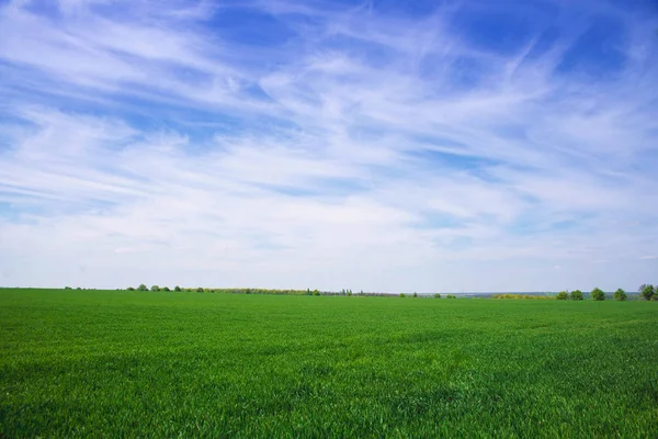 Campo paesaggio primaverile — Foto Stock