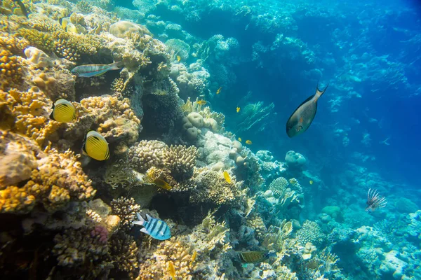 Korallrev i havet — Stockfoto