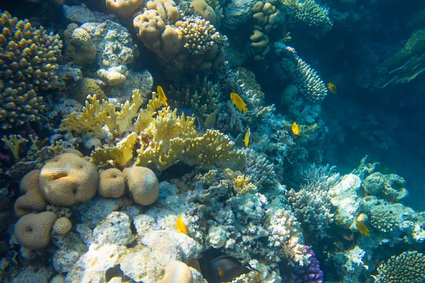 Korallenriff des Meeres — Stockfoto