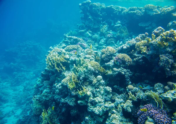 红海珊瑚鱼礁 — 图库照片